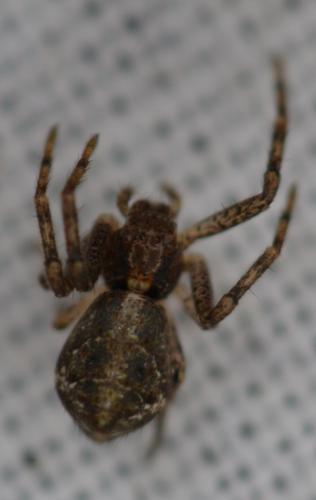 Tmarus sp.